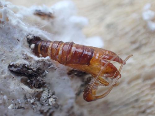 Morophaga choragella