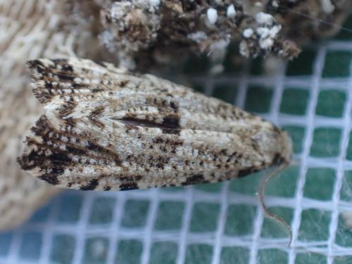 Réf. 316 954 : Morophaga choragella