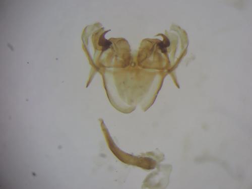 Morophaga choragella