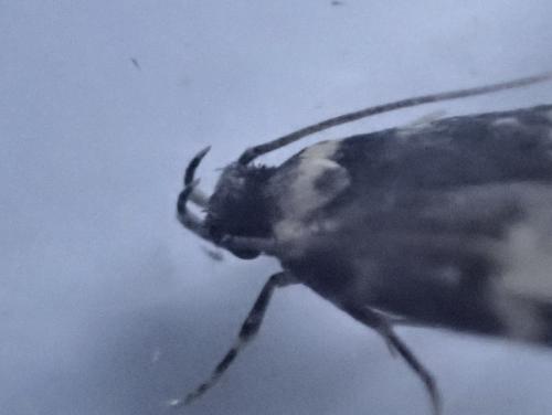 Oegoconia novimundi