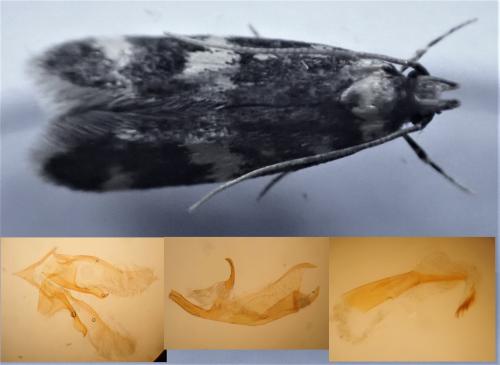 Oegoconia novimundi
