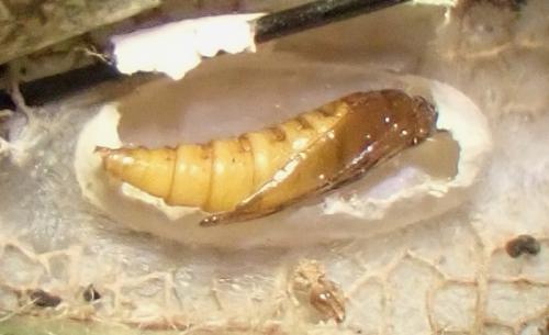 Réf. 316 140 : Phyllonorycter millierella