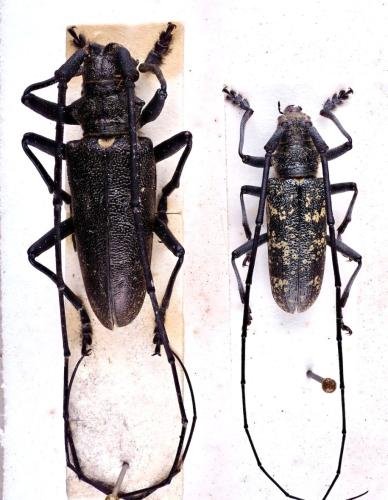 Réf. 316 488 : Monochamus sutor