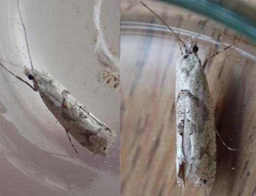 Ypsolopha asperella