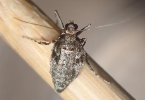 Réf. 316 780 : Operophtera brumata