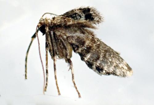 Réf. 316 781 : Operophtera brumata
