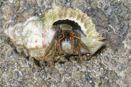 Clibanarius erythropus