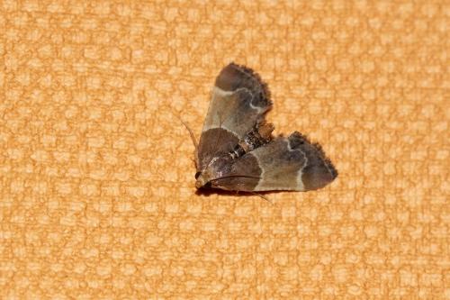 Réf. 316 038 : Pyralis farinalis
