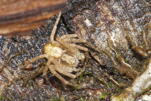 Philodromus sp.