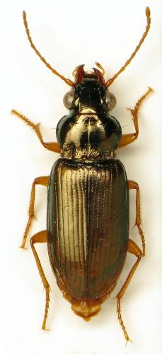 Pogonus sp.