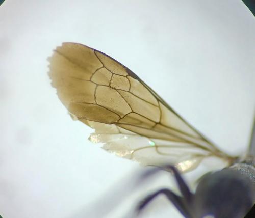 Réf. 316 718 : Agenioideus ciliatus