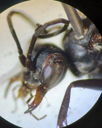 Réf. 316 720 : Agenioideus ciliatus