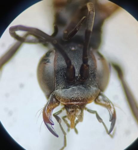Réf. 316 719 : Agenioideus ciliatus