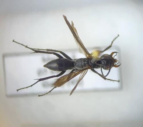 Réf. 316 717 : Agenioideus ciliatus