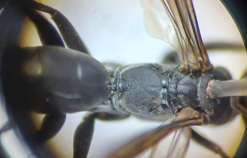 Réf. 316 722 : Agenioideus ciliatus