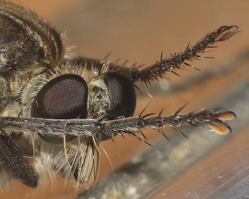 Réf. 316 830 : Philonicus albiceps