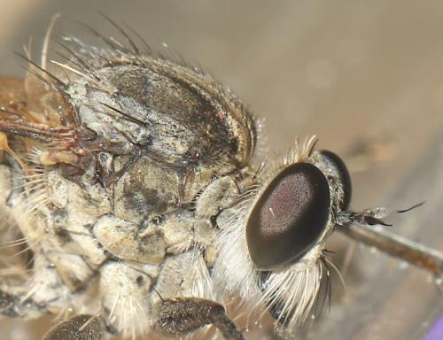 Réf. 316 831 : Philonicus albiceps
