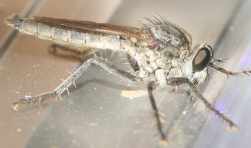 Réf. 316 829 : Philonicus albiceps