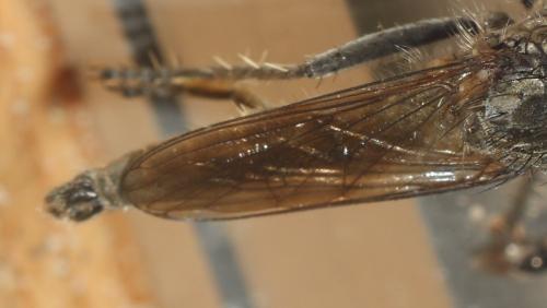 Réf. 316 832 : Philonicus albiceps