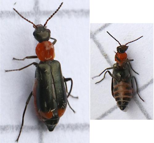 Attalus minimus