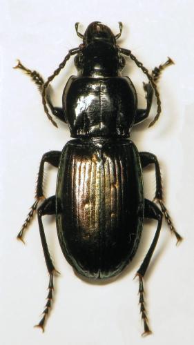 Réf. 316 041 : Pterostichus xatartii