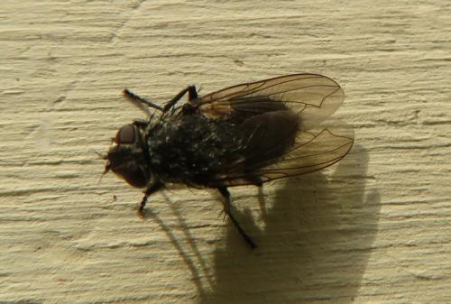 Réf. 316 197 : Pollenia sp.