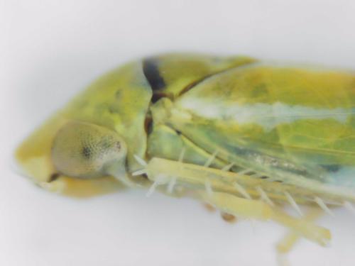 Réf. 316 184 : Zyginella pulchra