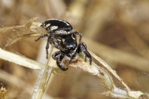 Pellenes arciger