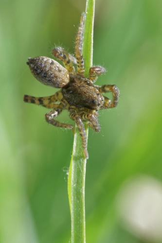Arctosa leopardus
