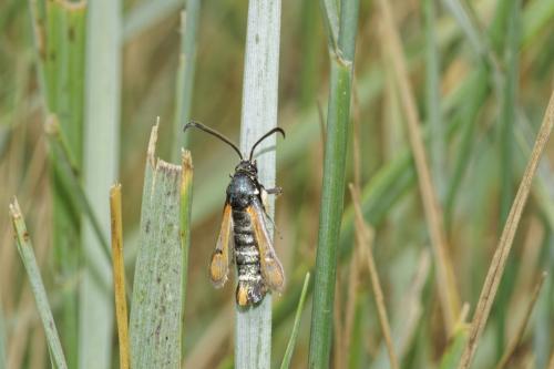 Réf. 316 637 : Pyropteron chrysidiformis