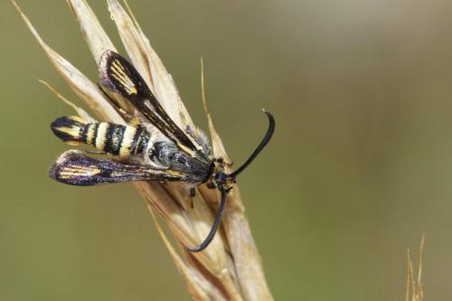 Bembecia sp.