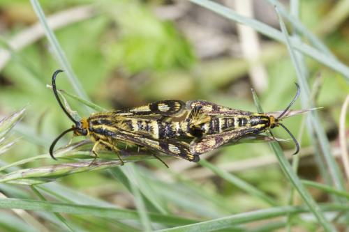 Chamaesphecia sp.