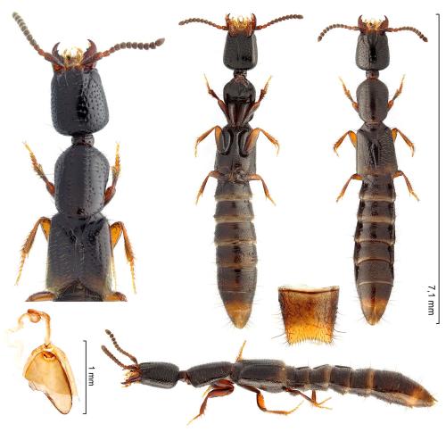 Réf. 316 348 : Leptacinus batychrus