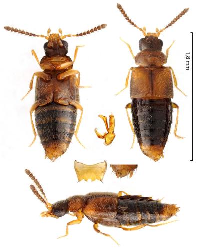 Agaricochara latissima