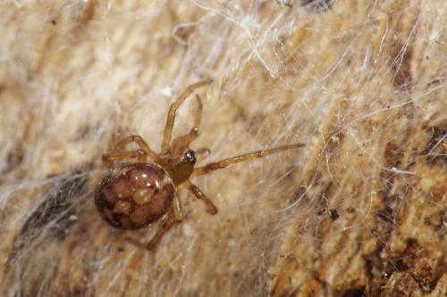 Steatoda bipunctata