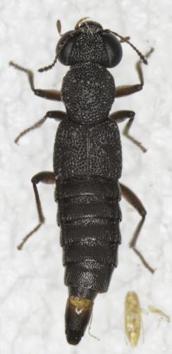 Stenus sp.