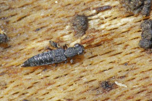Stenus sp.