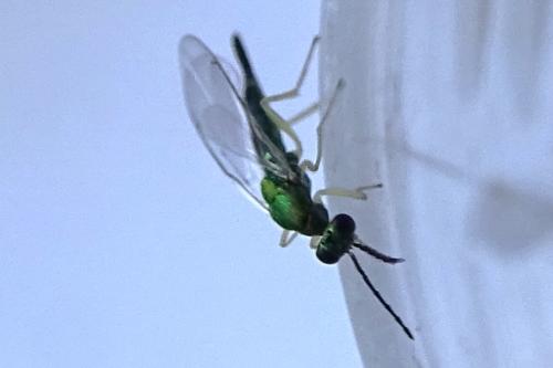 Sympiesis dolichogaster