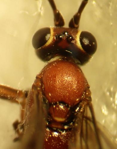 Crytea erythraea