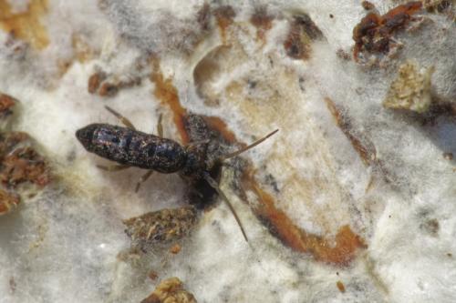 Tomocerus sp.