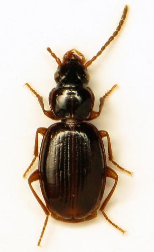 Réf. 316 021 : Trechus delarouzeei
