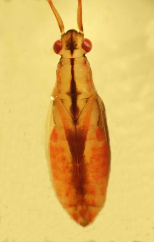 Teratocoris antennatus
