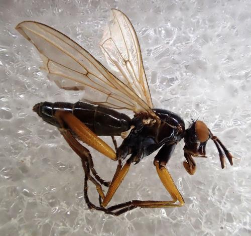 Réf. 316 562 : Sepedon sphegea