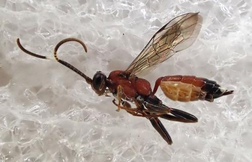 Crytea erythraea