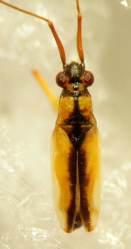 Teratocoris antennatus