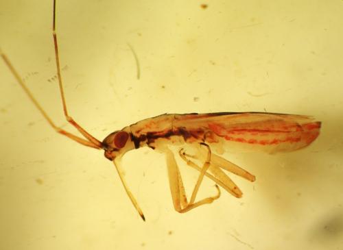 Teratocoris antennatus