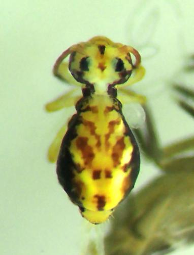 Dicyrtomina ornata
