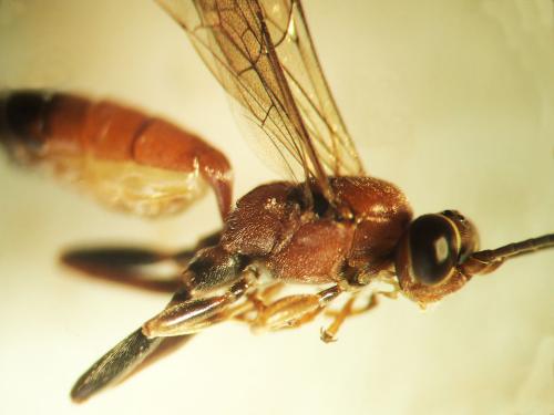 Crytea erythraea
