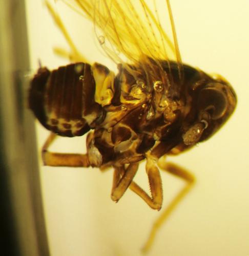 Javesella sp.
