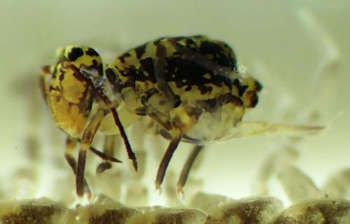 Dicyrtomina ornata